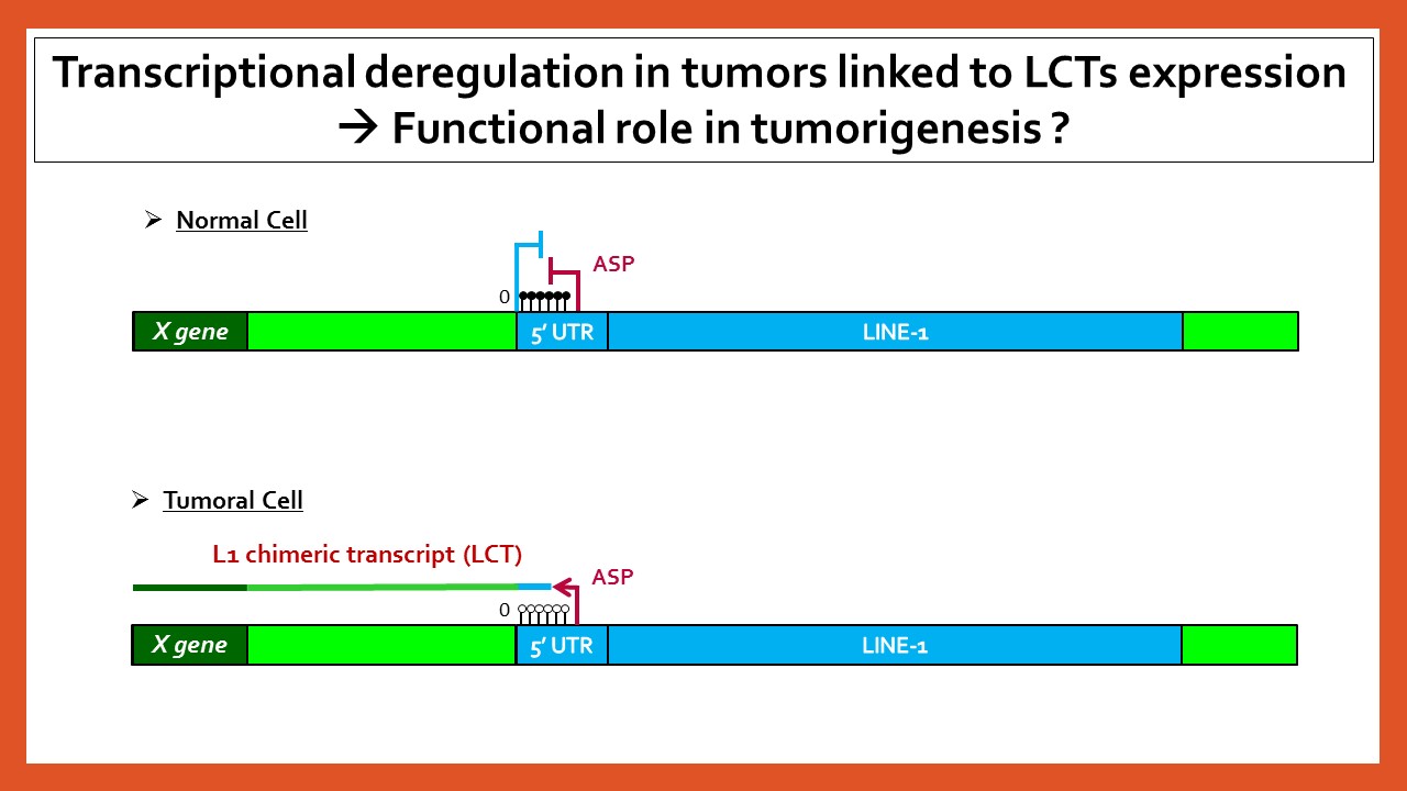 LCTs project Catherine Vaurs-Barriere