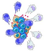 Testosterone is an ally of macrophages in the battle against adrenal cancers 